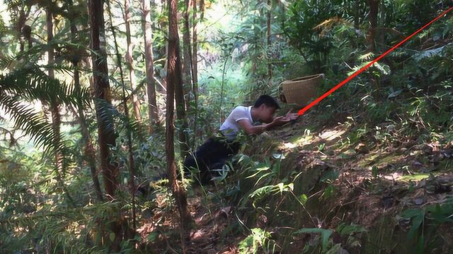 小伙进山摘茶籽,在树下发现了什么野货?听说600一斤,发财了