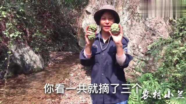 农村姑娘上山采药,发现网红果＂黑老虎＂,第一次见到这种水果