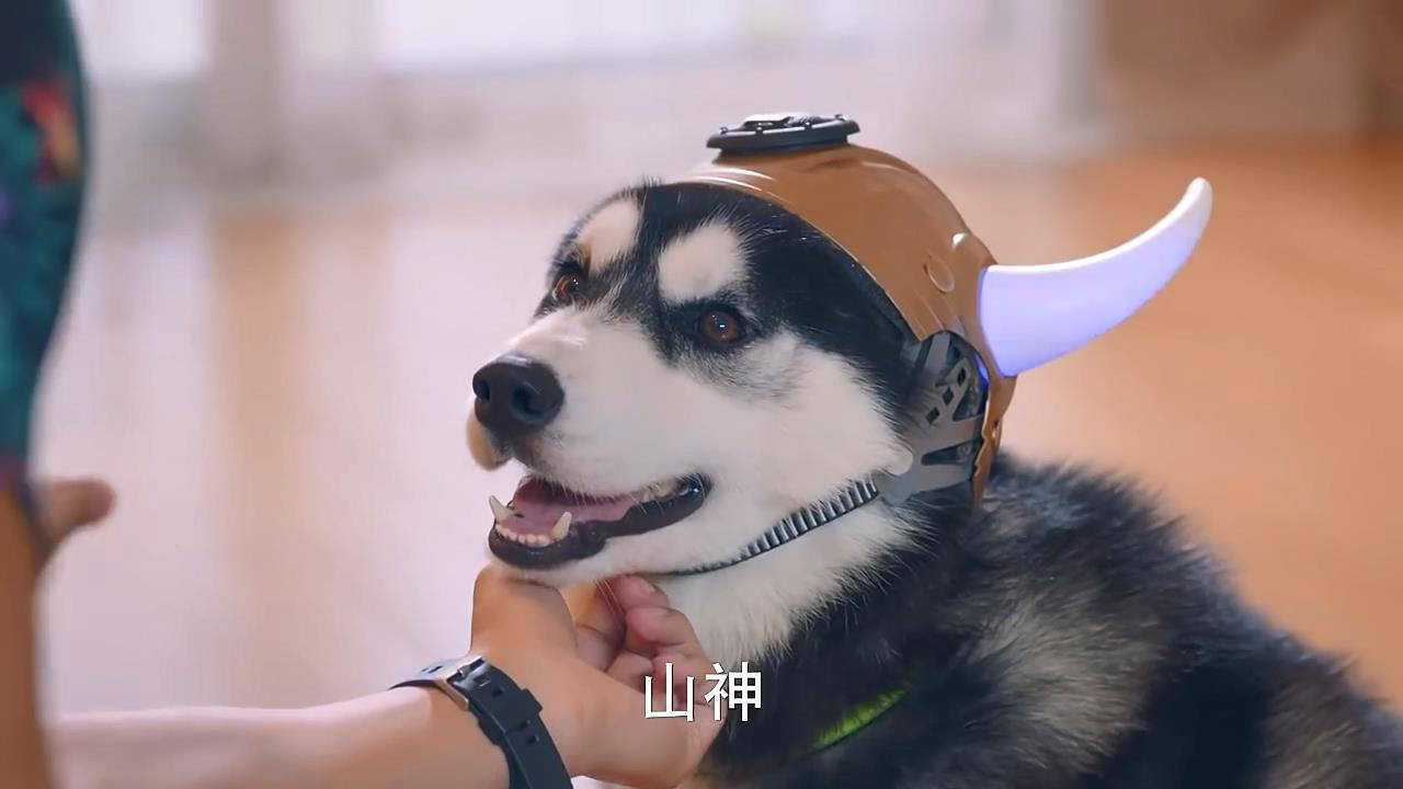 神犬小七2:大价钱买狗语翻译器,谁料二哈一开口,果真语出惊人