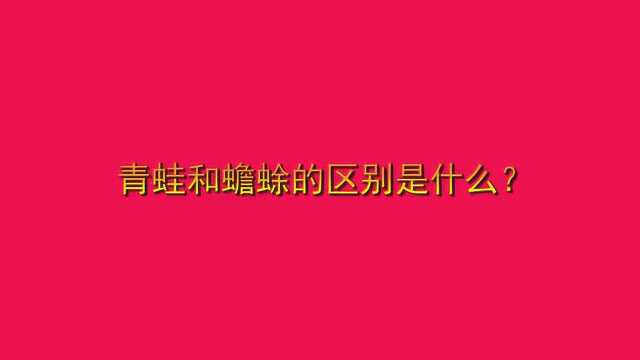 青蛙和蟾蜍的区别是什么?