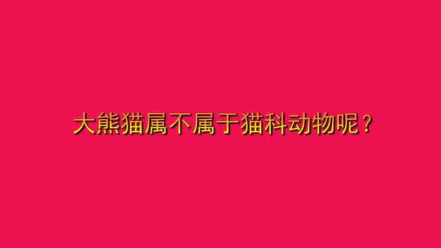 大熊猫属不属于猫科动物呢?