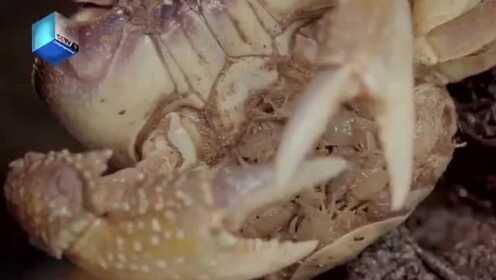 《螃蟹的征途》10秒精彩视频