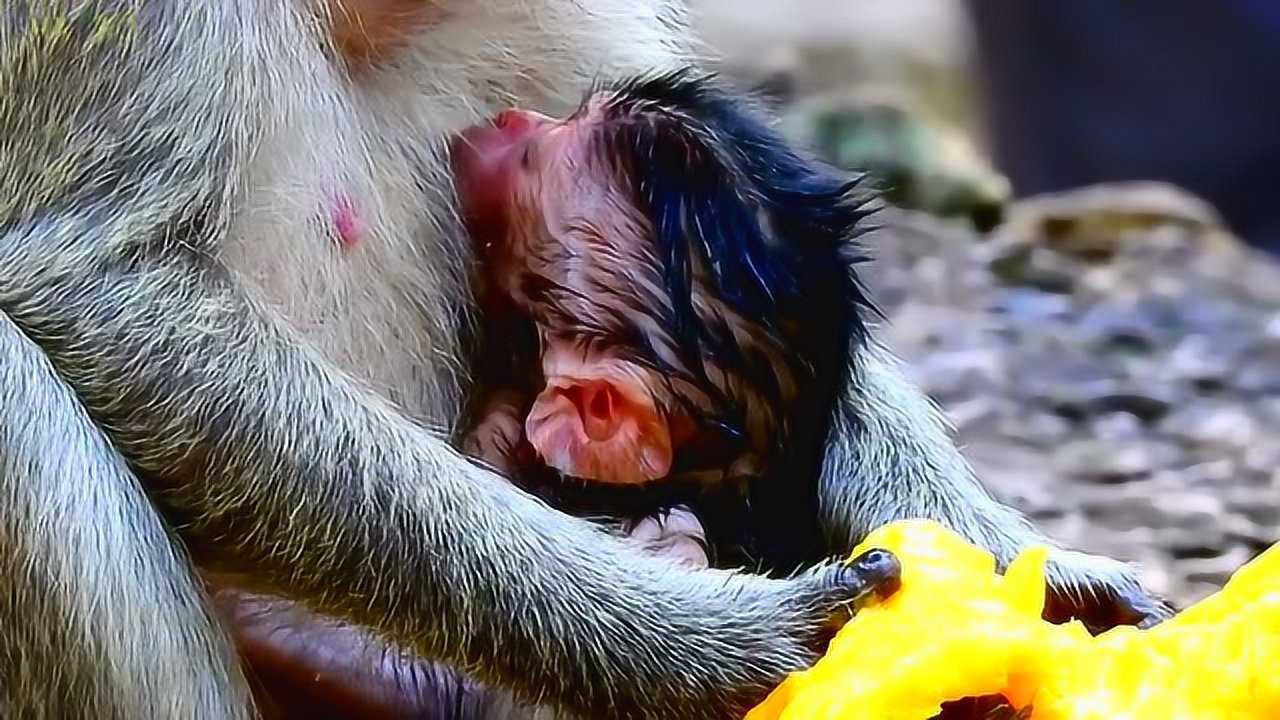还没睁眼的幼崽吸允奶水,猴妈大快朵颐地吃着芒果,及时补充营养