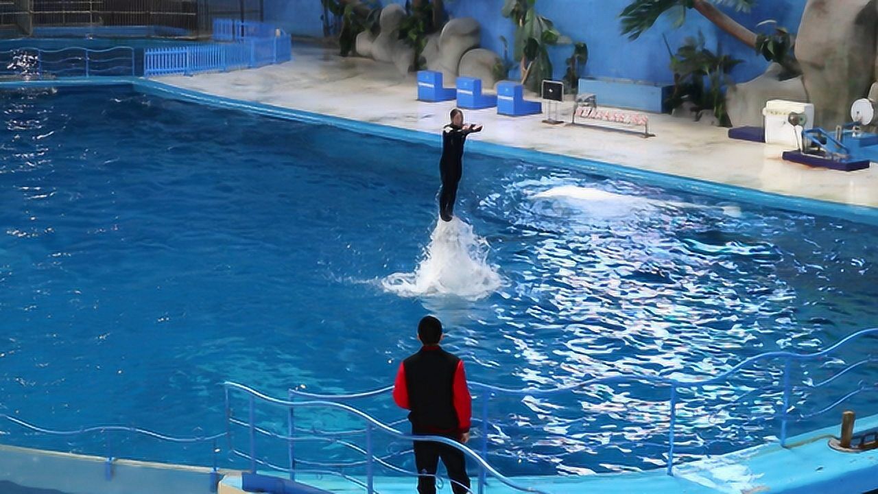 泉城海洋极地世界里的白鲸表演