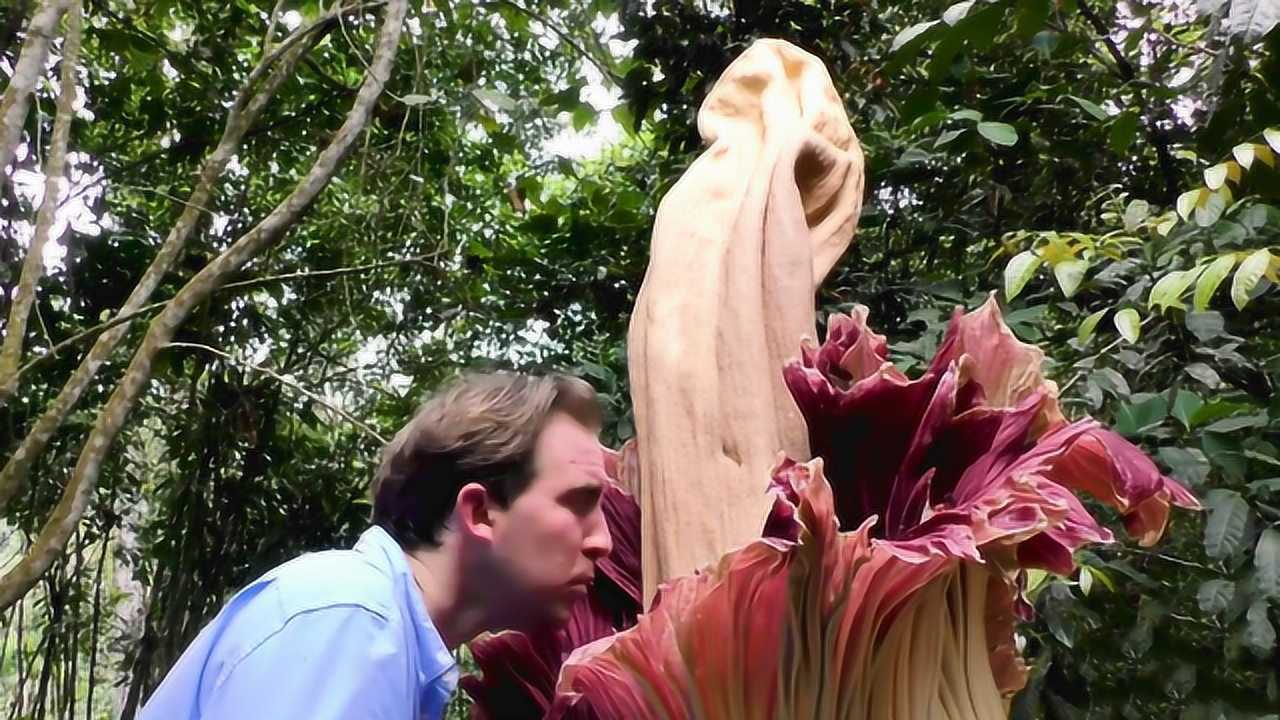 亚马逊真的有巨型"食人花",直径超过1米,能装下一个胖子