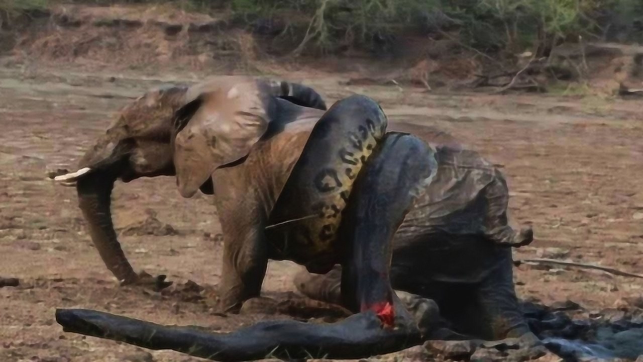 世界上最大的蟒蛇蚺遇到大象结果让人出乎意料过程简直太壮观