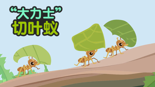 第02集大力士切叶蚁