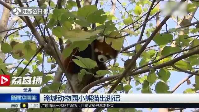 世界那么大我想去看看 淹城动物园小熊猫出逃记