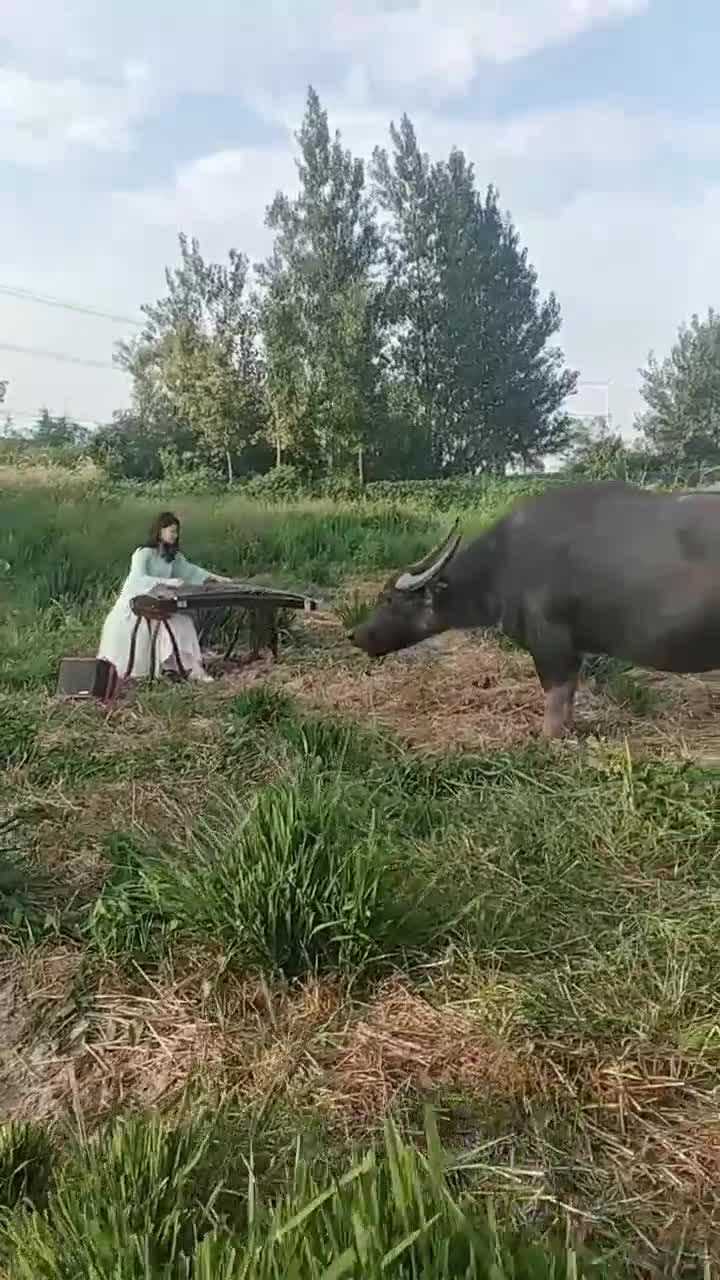 真正的对牛弹琴网友我想看到你穿红色衣服对牛弹琴的样子