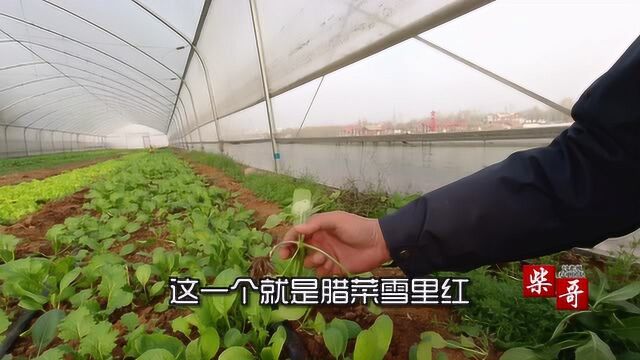 很流行的一种青菜,香气迷人,和野菜长的很像