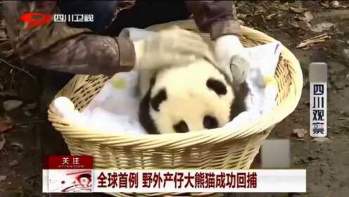 全球首例！大熊猫野外产子成功回捕