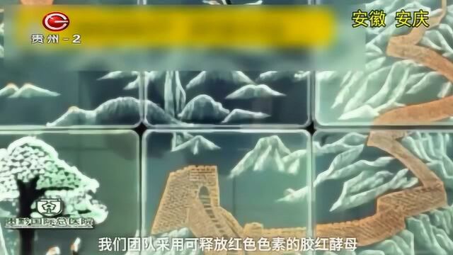 大学生用真菌画出松鹤和长城,按时间顺序接种,绝对大制作!