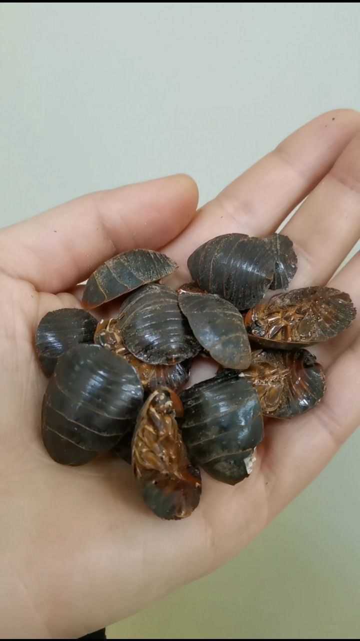 土鳖虫:破血逐瘀 续筋接骨