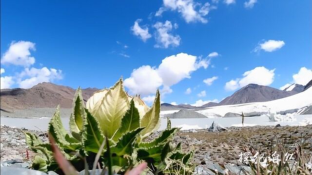 美丽无瑕的天山雪莲,花开的瞬间惊艳众人,镜头纪录全过程