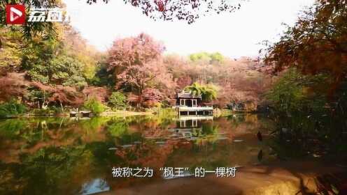 这棵百年古树一红，南京城最美的秋色就来了！｜游遍江苏