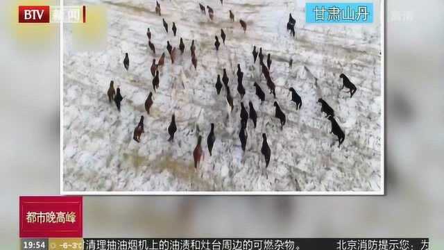 甘肃山丹:亚洲最大马场白雪覆盖 马群奔腾场面壮观