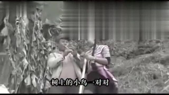 《回来吧,心上人》普春华非常好听的彝族歌曲