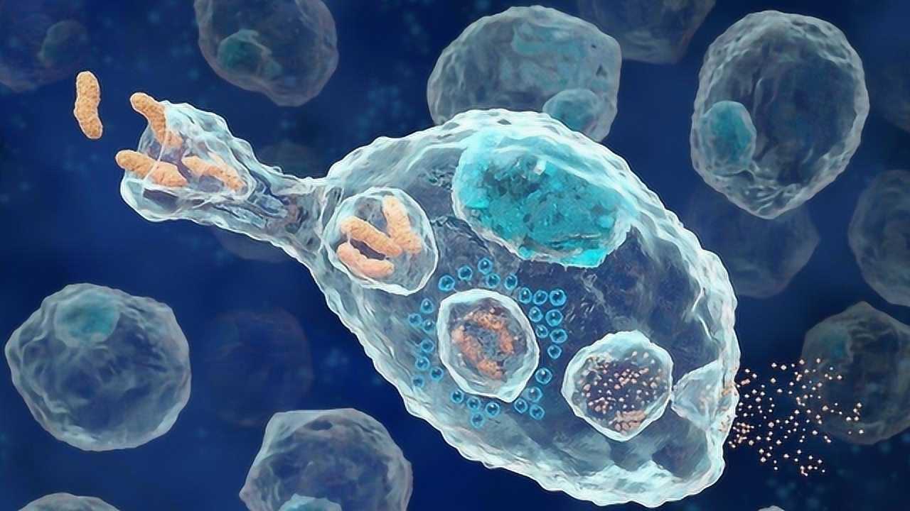 人体白细胞吞噬病菌全过程,为了拼命的白细胞,要照顾好自己