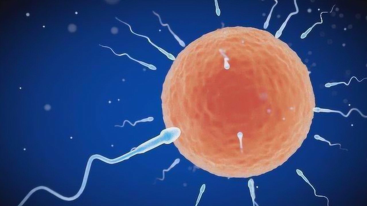 女性是怎样受精的?3D动画演示全过程,看完让人兴奋不已!_腾讯视频