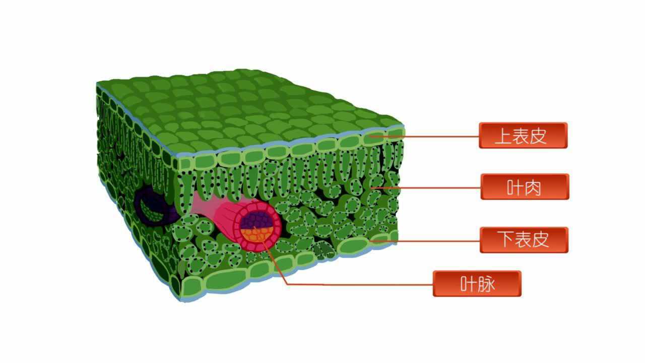 制作观察植物叶横切面的临时切片