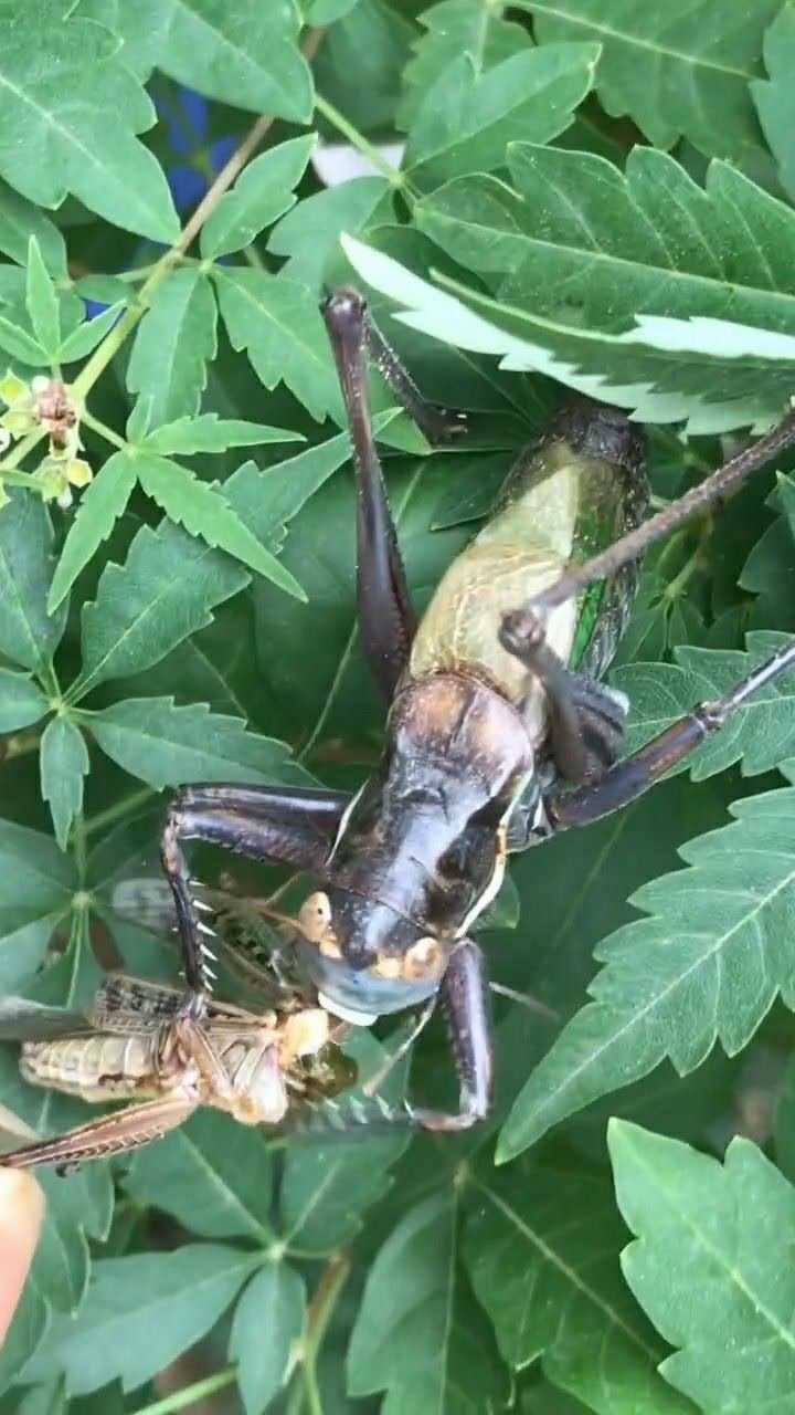 野生铁蝈蝈了解一下,战斗力太强了,真厉害