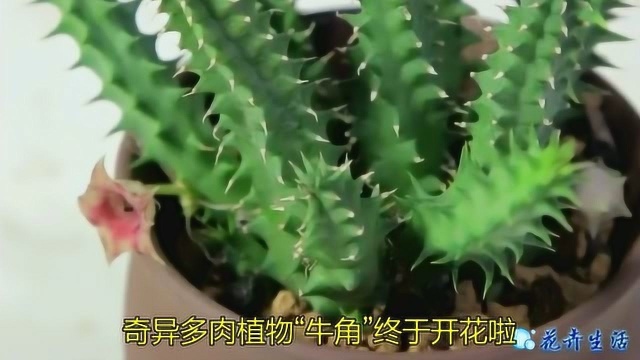 奇异多肉植物“牛角”终于开花啦!萝藦科小多肉易烂根少浇水,枝干花朵奇怪