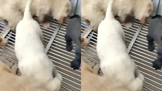 小金毛二哈阿拉斯加犬精品马犬犬