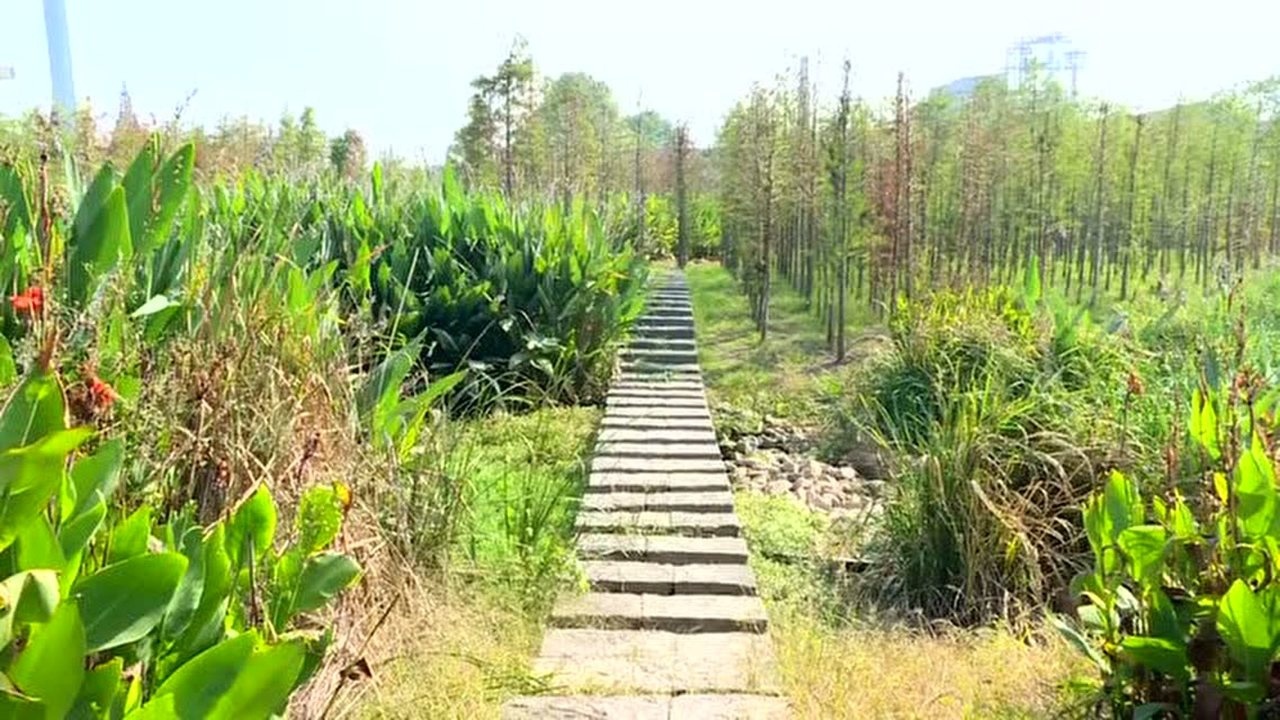 深秋时节兰溪胡大山湿地公园花海美出新高度
