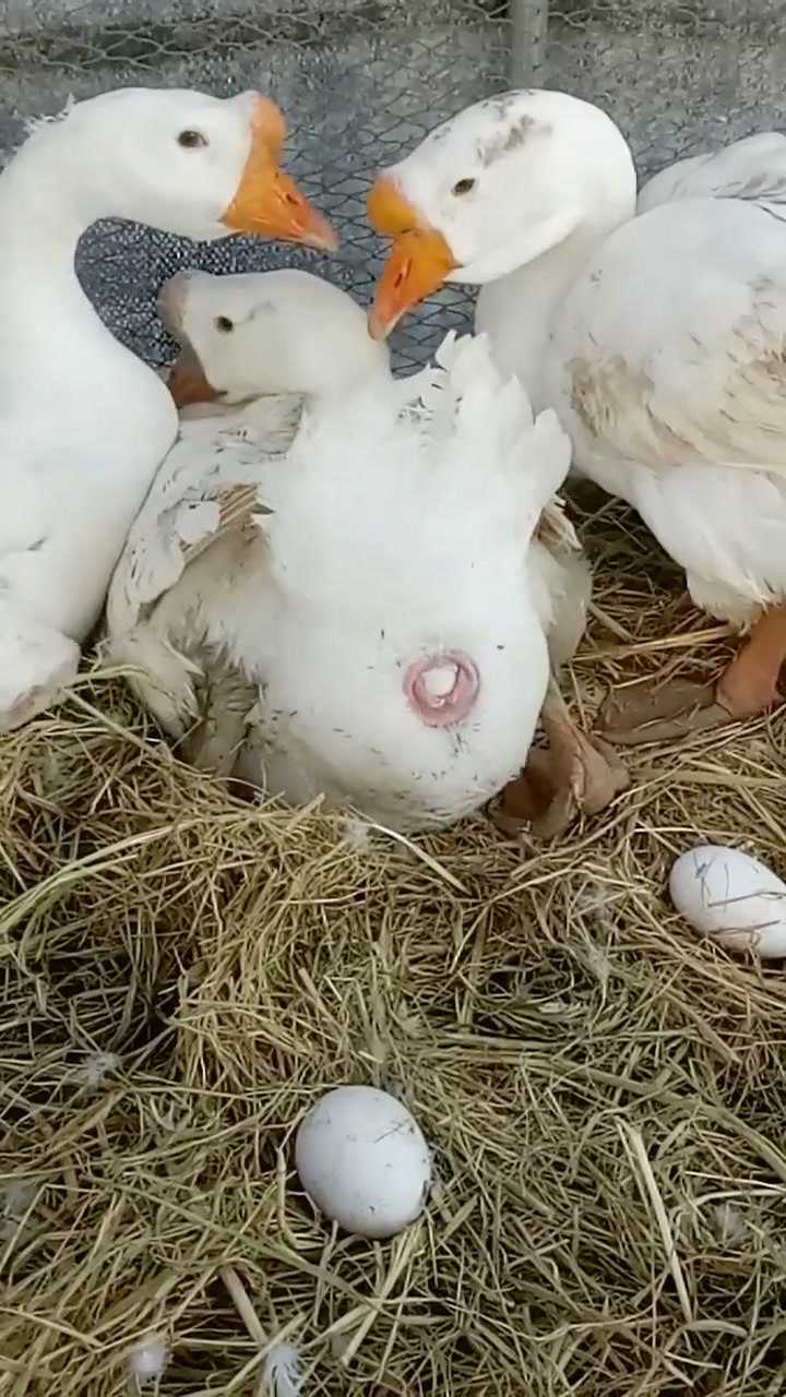 妈妈都是一样的,鹅下蛋也不容易呀