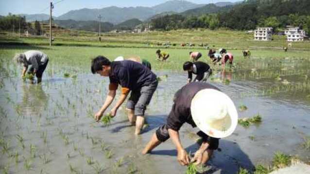 土地流转时,这三种猫腻,农民要及时预防!