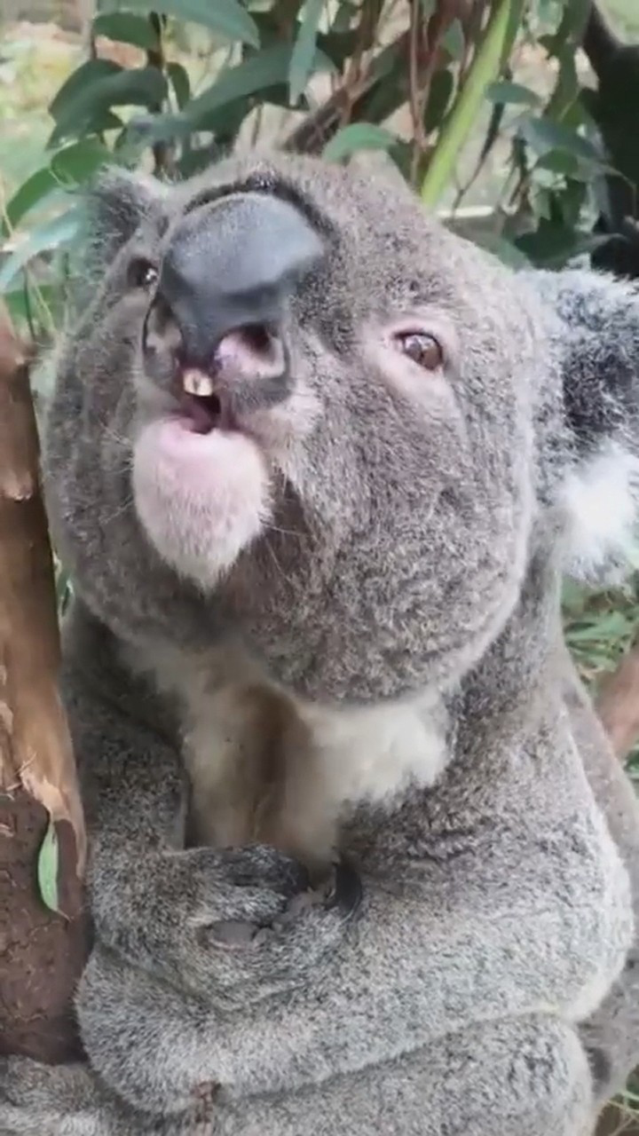 考拉的叫声你们听过吗