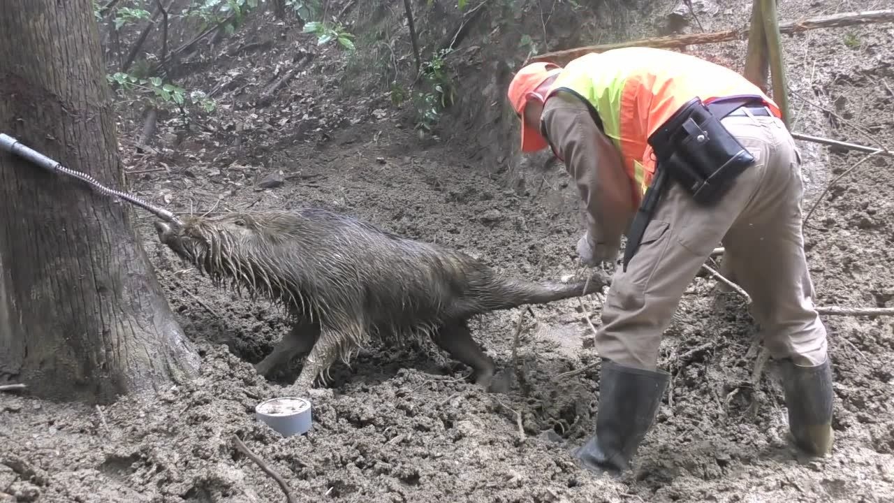 野猪中了猎人的陷阱,这回可跑不掉了!