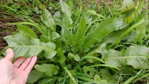 田溝裡生長的牛耳大黃全草或根藥用價值好種子當枕頭填充物