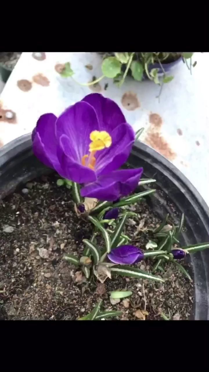 疯狂动物城的午夜嚎叫,据说吃了会发狂_腾讯视频