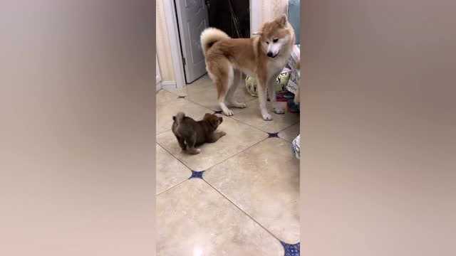 柴犬VS秋田犬,其实它们都很像二哈,只是颜色不对