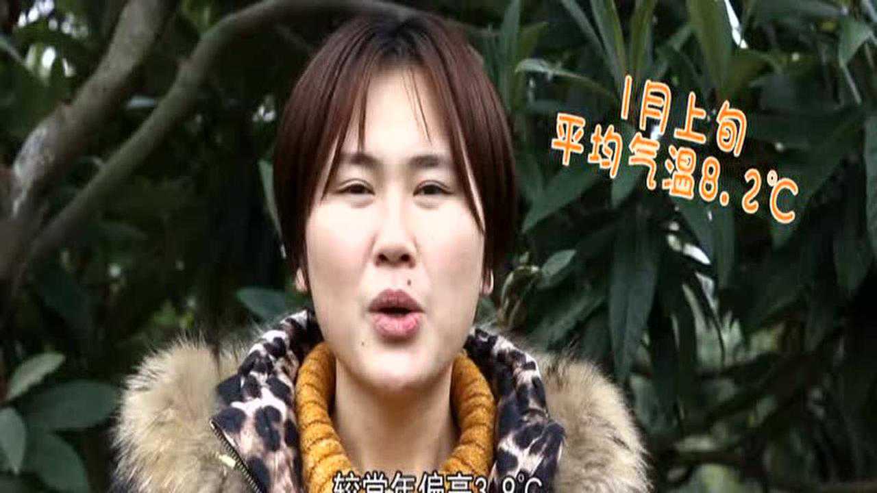 《气象月月谈》第6期 —— 枇杷低温防霜冻_腾讯视频