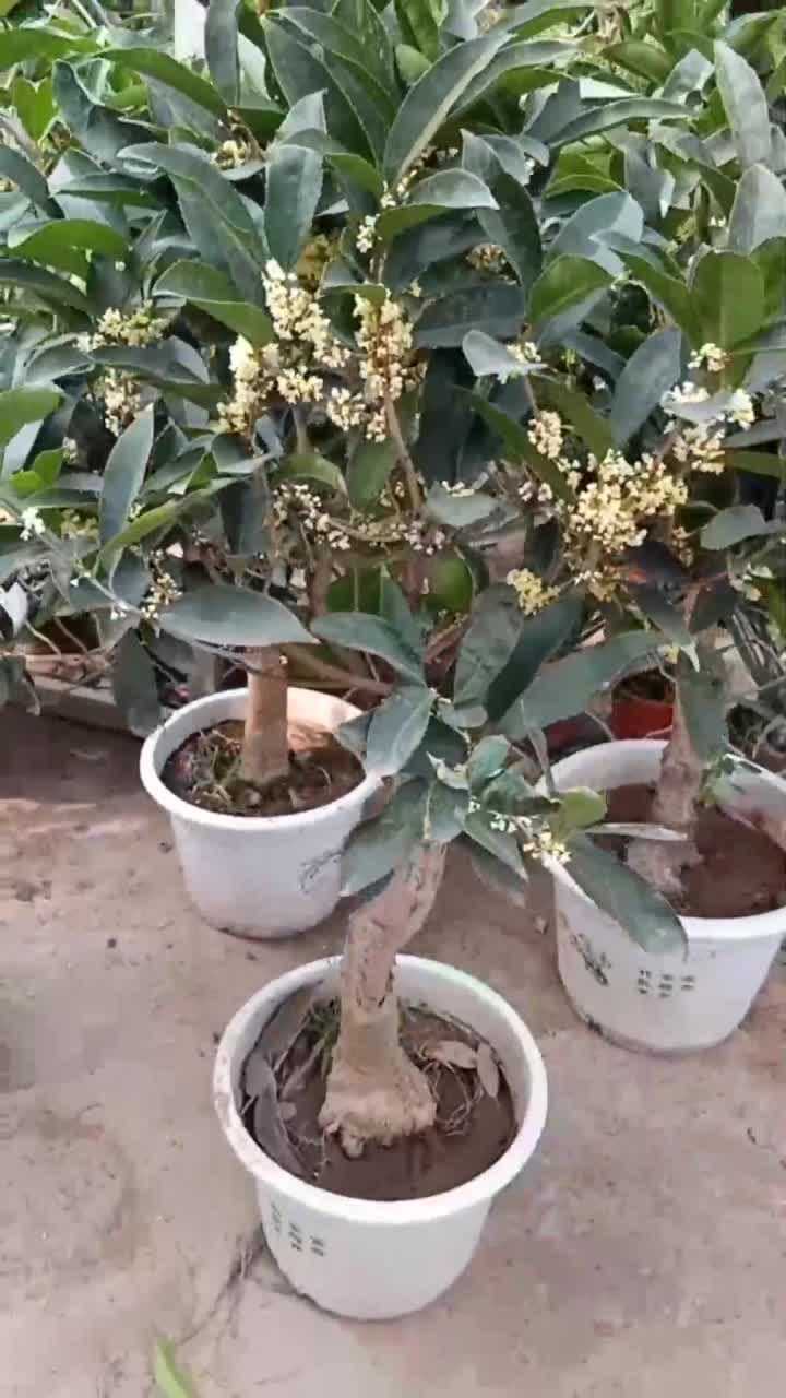 佛顶珠桂花花期长达300天左右用流苏嫁接能活万年