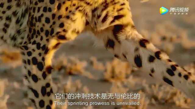 《动物世界》猎豹擅长的不仅是直线加速还要跟上目标