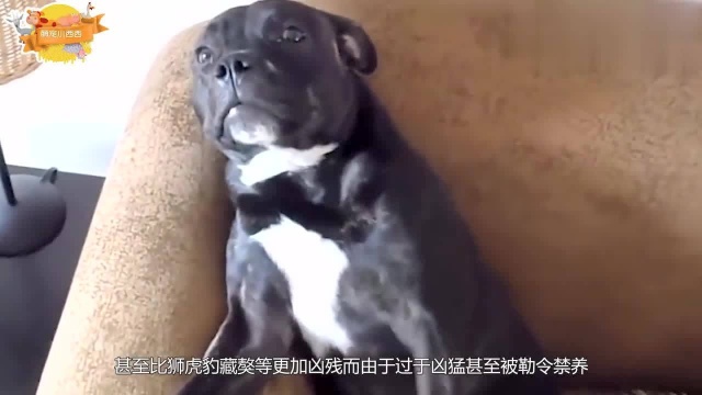 全球战斗力很好的世界第一猛犬,比狮虎豹更凶残,看完心服口服