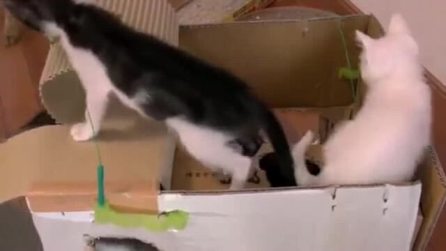 铲屎官用纸盒子为小奶猫DIY玩乐小屋!小奶猫们果然超喜欢!