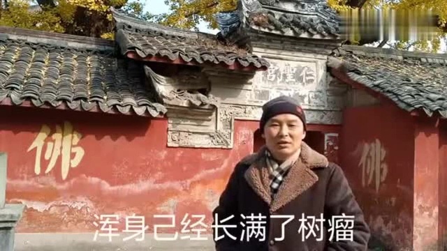 广汉白果村仁圣宫,蜀汉将军赵云屯兵地,古银杏是他栓马的树