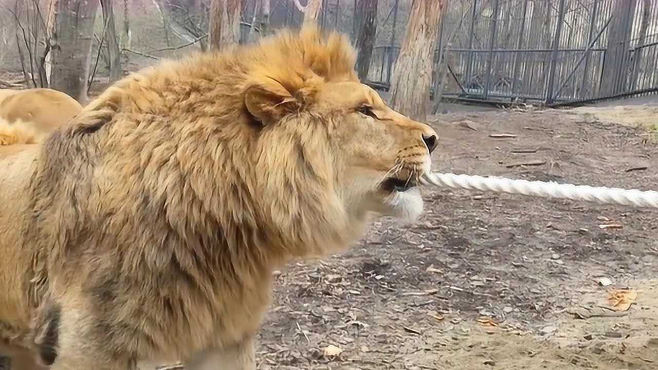 狮子力气有多大?看它拔河就知道了,太彪悍了_腾讯视频