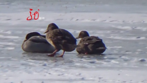 三只小野鸭 冰上安了家 吸引众多游客