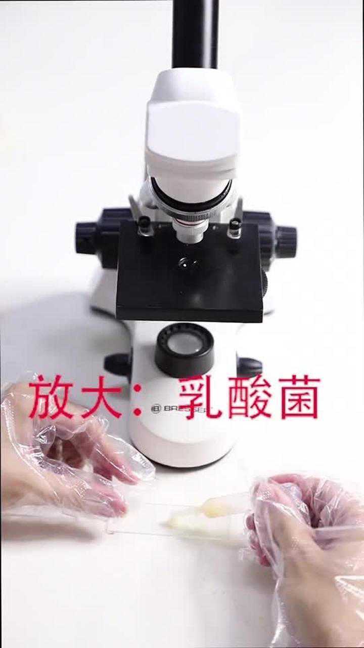 显微镜下的乳酸菌
