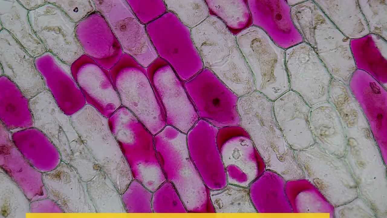 洋葱鳞片叶外表皮质壁分离50蔗糖溶液25倍加速