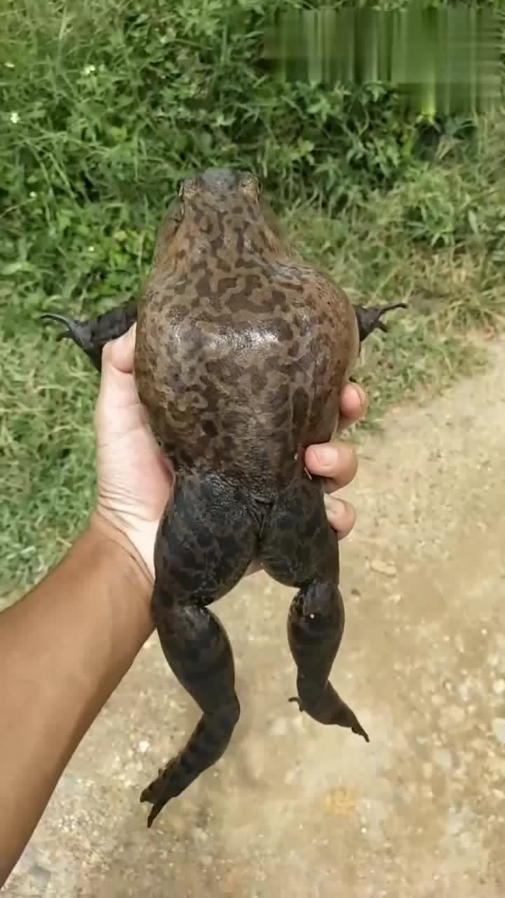 这只蛤蟆够大了么