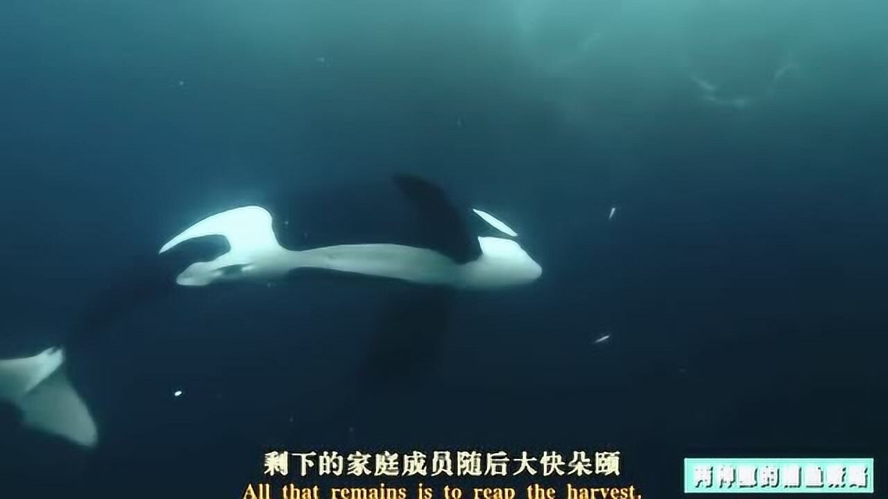 团队捕猎的两种鲸策略不同却异曲同工!饱餐才是核心目标!_高清1080P在线观看平台_腾讯视频