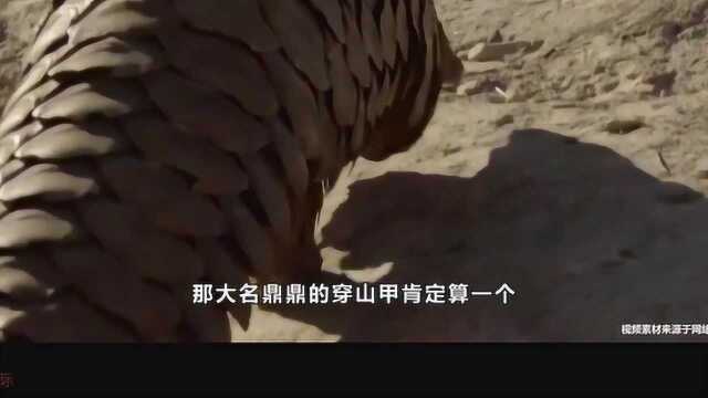 穿山甲身上最厉害的是鳞甲?今天就给大家介绍一下它“独一无二”的舌头