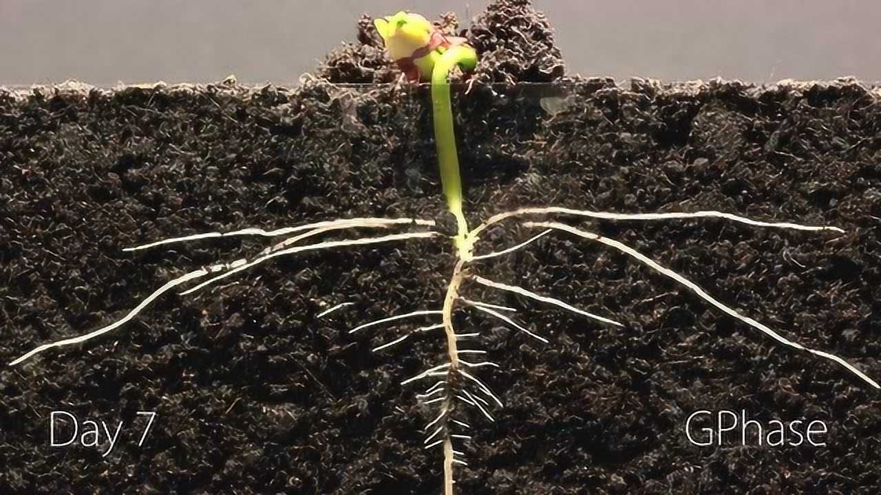 25天延时摄影展现大豆从生根到发芽的全过程