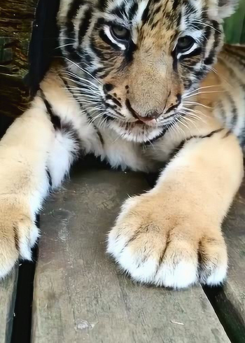 来我们来数一下小老虎的胡子有几根